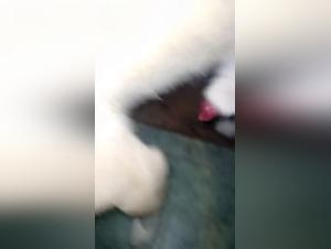 Bestial Experience - Sex with a Dog