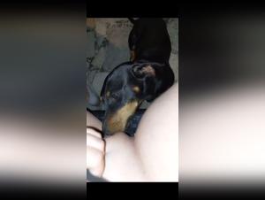 dog bestiality porn