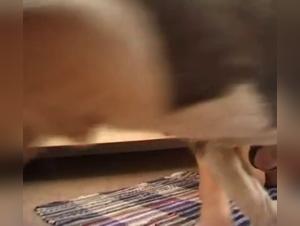 Dog fucks hot threesome