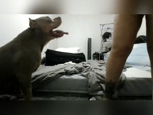 Hund vergewaltigt Mädchen