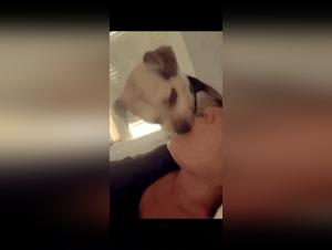 The Animal Liberation Experience: Unlimited Pleasure