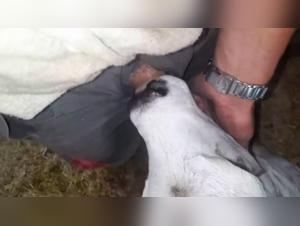 zoophile dog cum videos