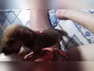 Woman Breastfeeding a Puppy - An Exciting Zoophilia Scene