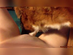 Woman and Dog: A Passionate Encounter - Bestiality Video