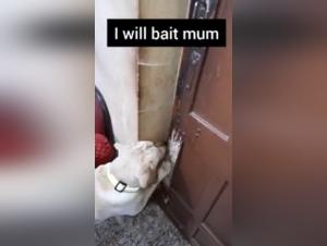 Forbidden Meeting: Woman and Dog