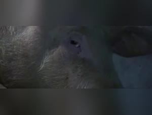 Understanding Animal Behavior in Action