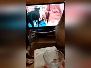 Sex with Dogs Videos - Bestiality and Extreme