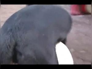 Dog Sex Video: An Extreme Experience