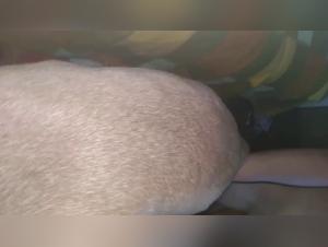 Latina Beastly Sex with Dog, Raw Footage