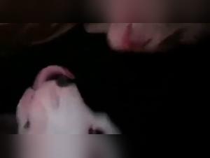 Forbidden Intimacy: Man and Dog