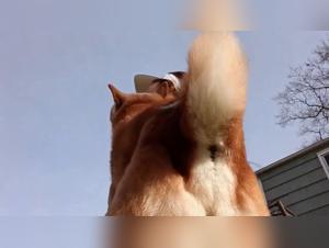 Beastiality Videos for the Sluts