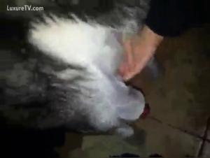 Zoophilia: Young girl and her dog