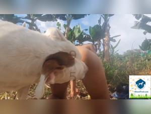 Woman and dog in hardcore bestiality scene