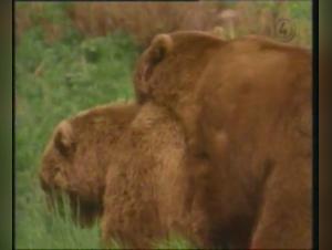 Male bears in the wild: a bestiality video not to be missed