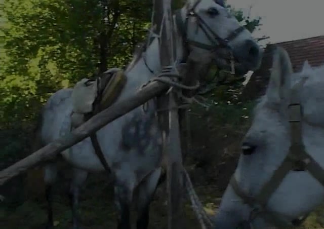 Agricultural Zoophilia: Slut Gets Fucked by Her Horse