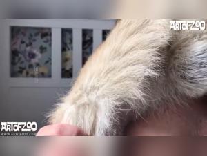 Hund Fick Kompilation