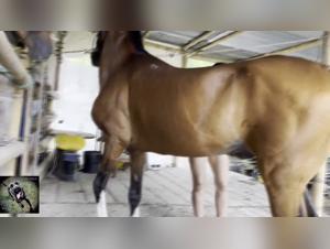 Sexy Animal Mating Videos on Dogs in our Exclusive Collection