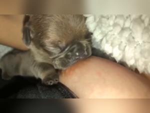 Ma Petite Soumise & Chien Suce Mon Sein