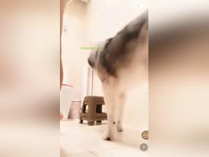 Zoophilia: Chinese woman and her dog