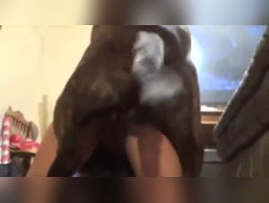 Bestialitat: eine Amateurfrau und ihr Hund