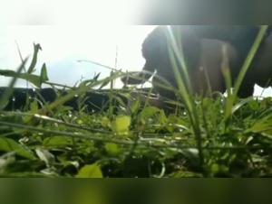 Video of Sex with a Dog