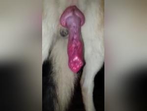 Bestiality sex video: an animal and its red penis