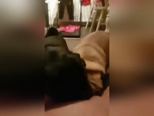 Bestiality videos featuring dogs