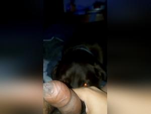 naughty dog licks my privacy