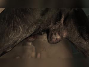 Pérdida de virginidad: Perro folla a la puta