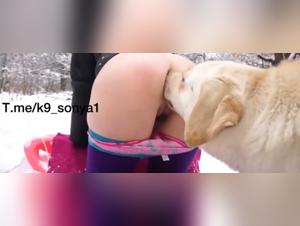Snowhite K9 Sonya, big dog