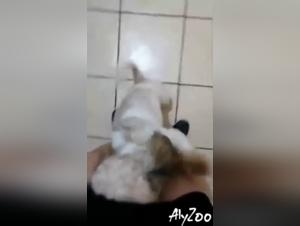 Amateur woman and dog in bestiality video