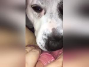 Bestiality Sex Videos: Liking