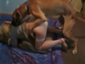 perro violenta a su amante