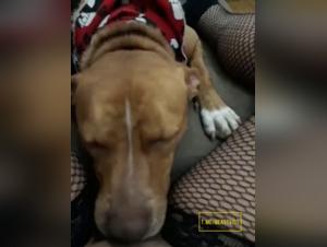Licking Chien Seducteur Filles