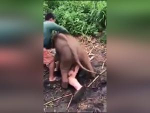 Bestiality video: a forbidden and intense encounter