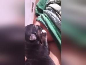 Zoophilia: a dog licks a woman's breasts