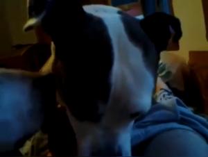 Two dogs in shocking bestiality scene