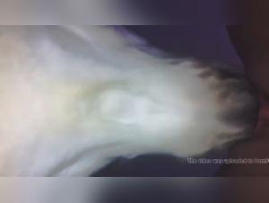 Exploring Taboo: Canine Desire Uncensored