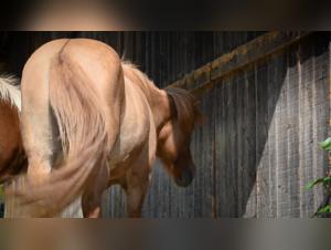 Zoophilia video: horse from behind