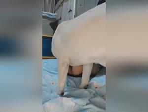 Understanding Modern Zoophilia Trends