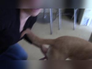 Jesse 12,  Pecado Canino - Vídeos Extremos