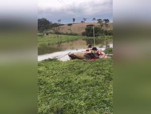 A bestial and intense encounter with a bull