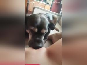 submissive dog licks dog