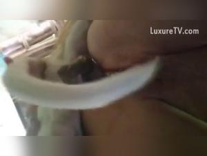 Bestiality: a woman and her dog in a shocking video