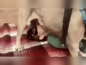 Bestiality: Young Girl and Her Dog