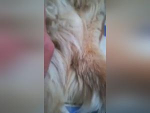 Bestiality: a woman and her dog