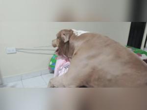 Dog Fucks Sluts Part 1