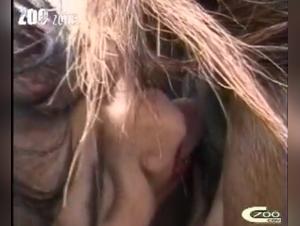 Forbidden Encounter: Sex with a Horse