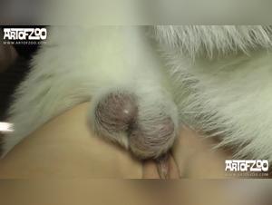 Sam Hotshot: Dog Porn