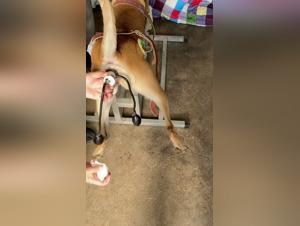 Bestiality Sex Video: Submissive female dog and Dominant Male